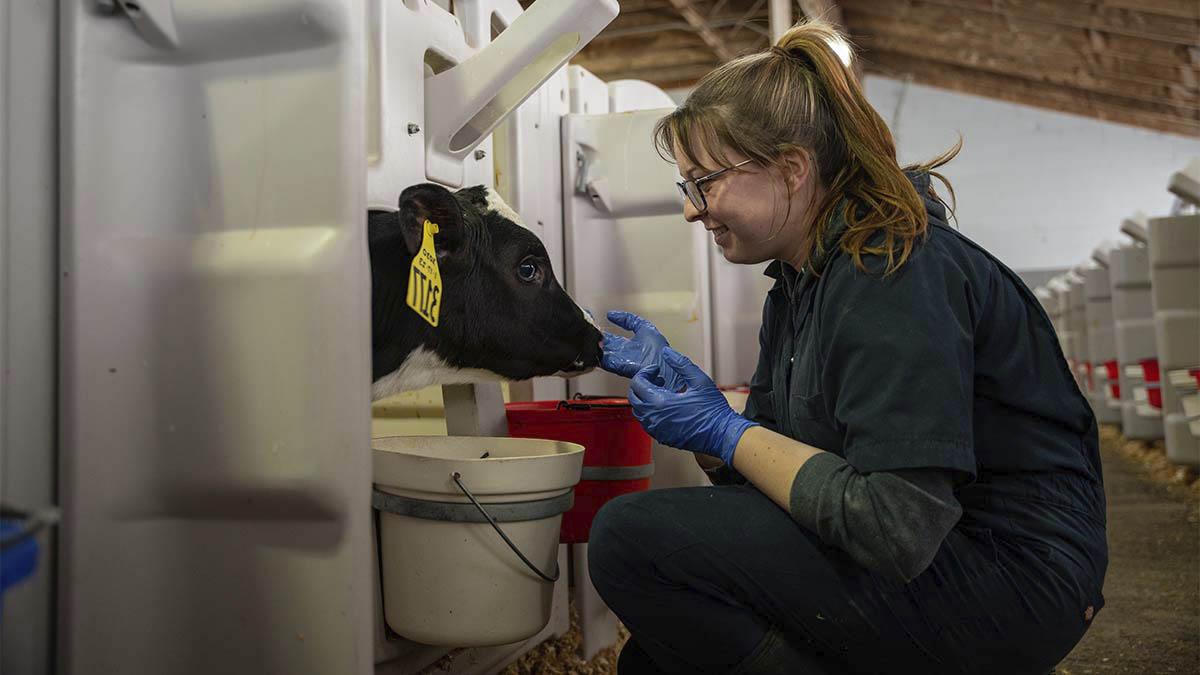 A woman kneels 和 pets a calf in a barn.