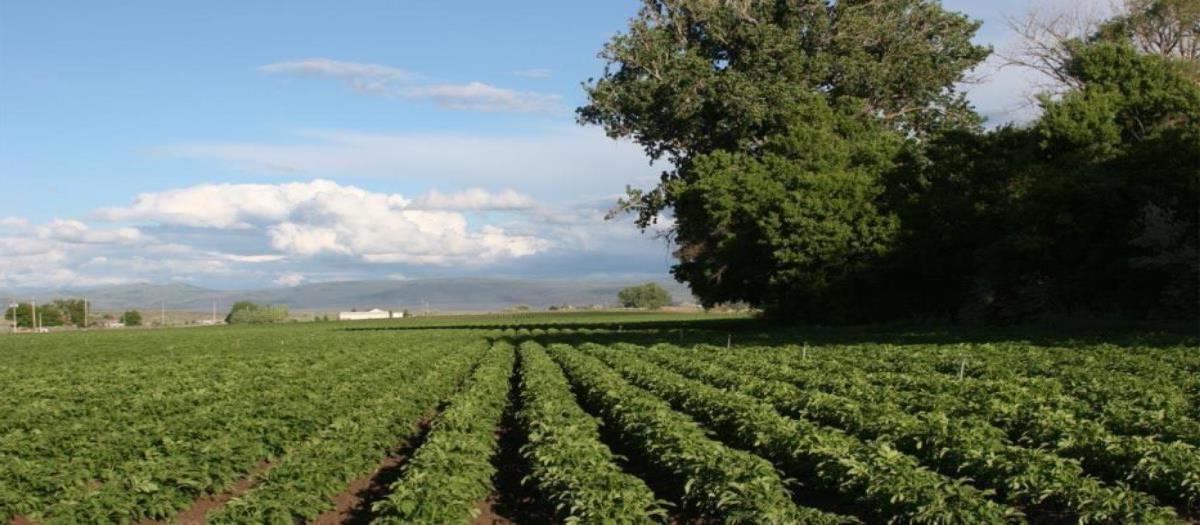 Rows of crops reach into the distance.