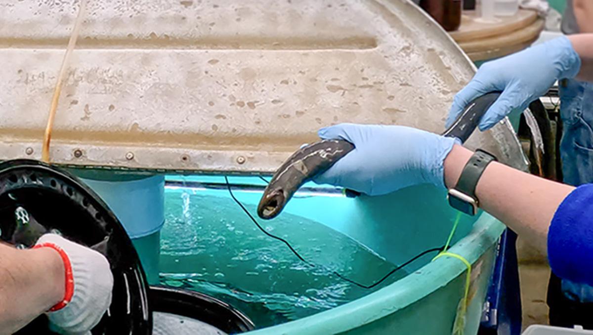 A man watches a pair of hands holding a Pacific sea lamprey.